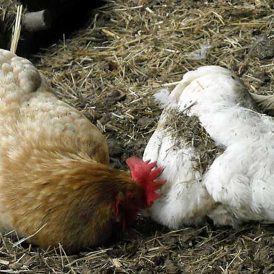 Birdie Hygiene Image